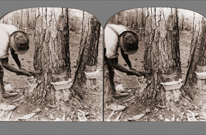 Tapping Pine Trees for Turpentine